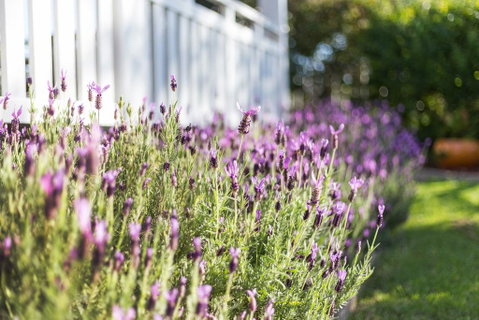 BIRCHES B&B - Tourism Adelaide 3