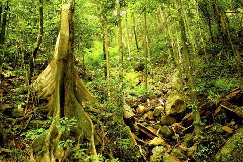 Cairns 4WD Waterfall And Rainforest Tour Including Kuranda Scenic Railway - Tourism Adelaide 1