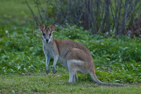 Cairns 4WD Waterfall And Rainforest Tour Including Kuranda Scenic Railway - Tourism Adelaide 2