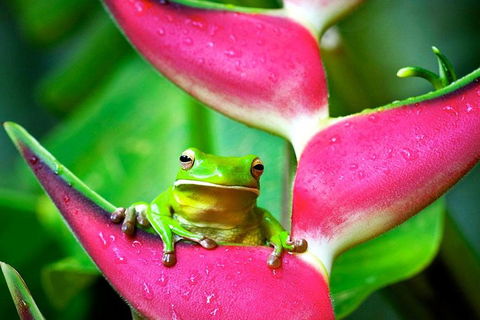 Cape Tribulation, Mossman Gorge, And Daintree Rainforest Premium Day Tour - Tourism Adelaide 0
