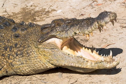 Cape Tribulation, Mossman Gorge, And Daintree Rainforest Premium Day Tour - Tourism Adelaide 1