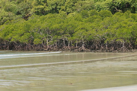 Cape Tribulation, Mossman Gorge, And Daintree Rainforest Premium Day Tour - Tourism Adelaide 4