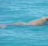Snubfin Dolphin Eco Cruise from Broome - Tourism Adelaide