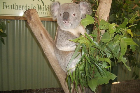 Full-Day Private Blue Mountains Tour With River Cruise - Tourism Adelaide 2