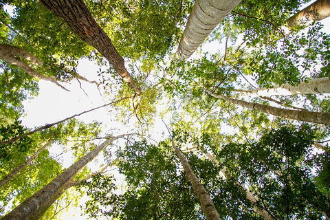 Fraser Island 4WD Tour From Noosa - Tourism Adelaide 0