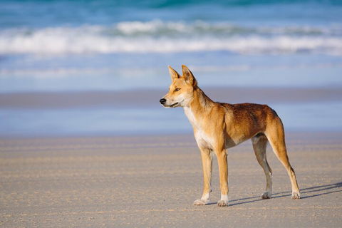 Fraser Island 4WD Tour From Noosa - Tourism Adelaide 5