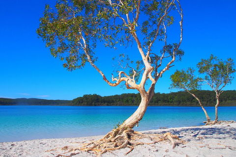 Fraser Island 4WD Tour From Rainbow Beach - Tourism Adelaide 5