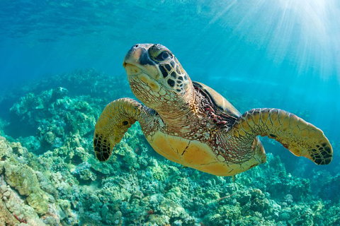 All Inclusive Tangalooma Wrecks Cruise Tour From Gold Coast - Tourism Adelaide 4