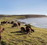 Kangaroo Island Personal Group Tours - Tourism Adelaide