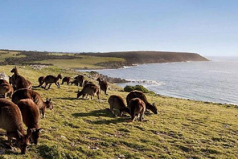 Kangaroo Island Personal Group Tours - Tourism Adelaide 0