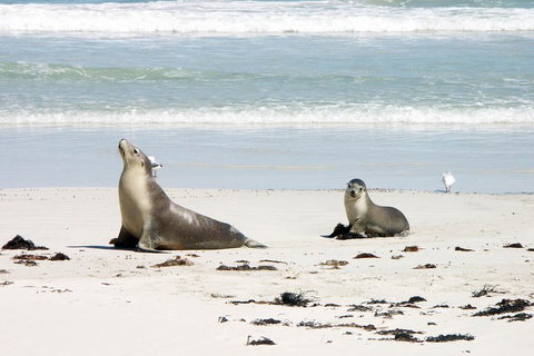 Kangaroo Island Personal Group Tours - Tourism Adelaide 3