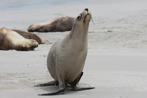 Kangaroo Island Personal Group Tours - Tourism Adelaide 4