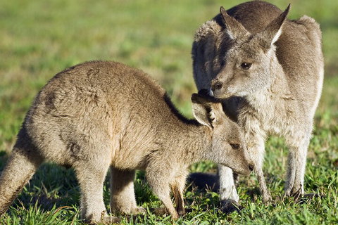 LGBT+ Friendly Full Day Phillip Island Private Tour - Tourism Adelaide 3