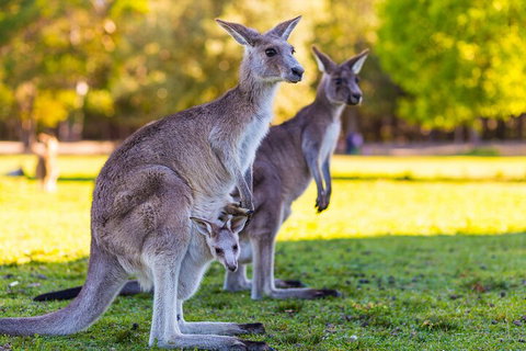 LGBT+ Friendly Full Day Phillip Island Private Tour - Tourism Adelaide 4