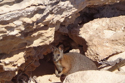 Shipwreck Special Full Day Tour Of The Abrolhos Islands - Tourism Adelaide 4