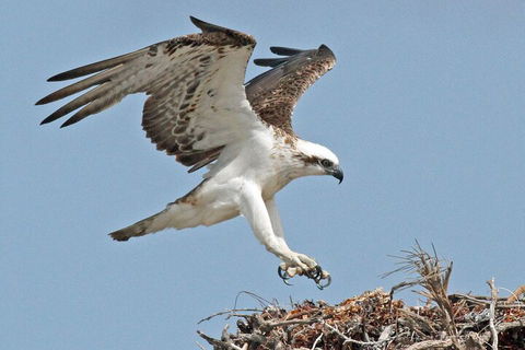Pink Lake + Abrolhos Islands Nature Tour - Tourism Adelaide 3