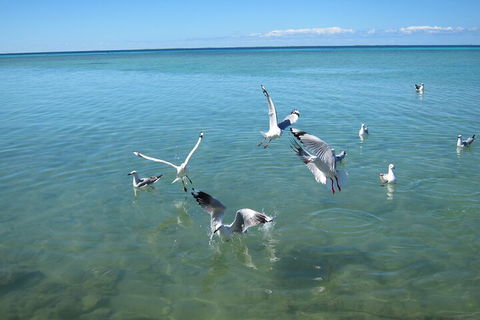 Pink Lake + Abrolhos Islands Nature Tour - Tourism Adelaide 5