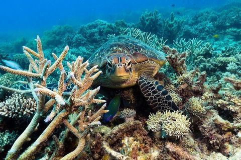 Great Barrier Reef Day Cruise From Cairns Including Snorkeling And Marine Biologist Presentation - Tourism Adelaide 4