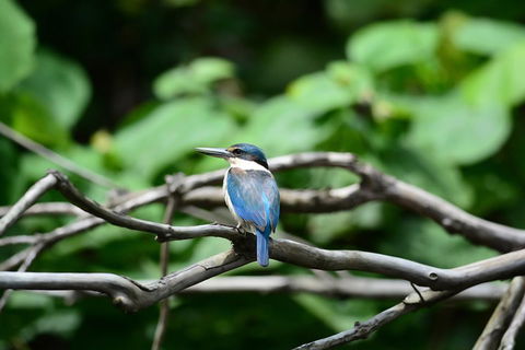 Private Daintree Mossman Gorge Exclusive Nature And Wildlife Focus - Tourism Adelaide 1