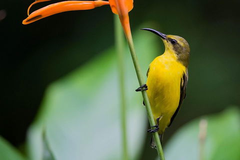 Private Daintree Mossman Gorge Exclusive Nature And Wildlife Focus - Tourism Adelaide 2