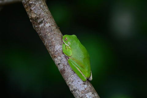 Private Daintree Mossman Gorge Exclusive Nature And Wildlife Focus - Tourism Adelaide 3