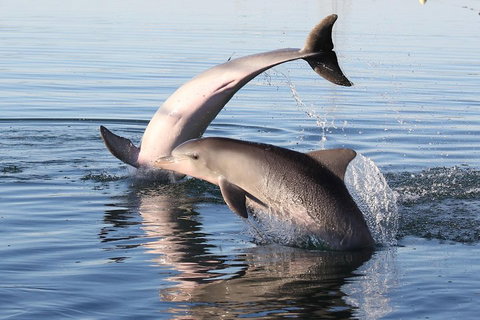 Kayak Tour In Adelaide Dolphin Sanctuary - Tourism Adelaide 5