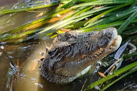 Litchfield Park Adventures And Jumping Crocodile Cruise + Butterfly Farm - Tourism Adelaide 4