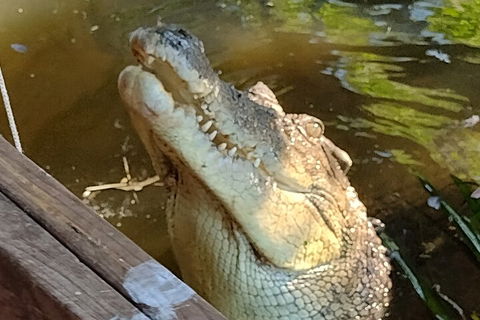 Litchfield Park Adventures And Jumping Crocodile Cruise + Butterfly Farm - Tourism Adelaide 5