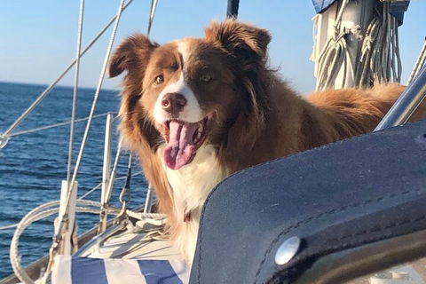 Mornington Peninsula Sightseeing Tour For 2-6 Guests. - Tourism Adelaide 2