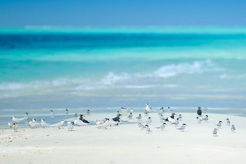 Private Coral Cay Bubbles Tour - Tourism Adelaide 2