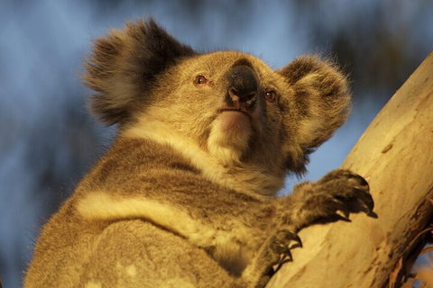 After Hours Electric Fatbike Tour In Kangaroo Island - Tourism Adelaide 2