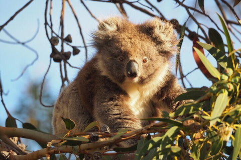 2-Hour Koala Walking Tour In Kangaroo Island - Tourism Adelaide 0