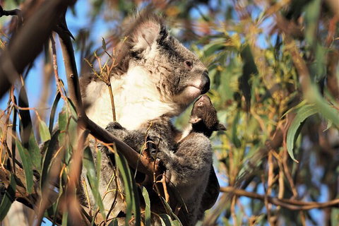 2-Hour Koala Walking Tour In Kangaroo Island - Tourism Adelaide 1
