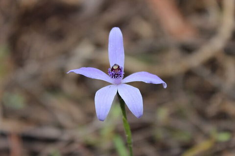 2-Hour Koala Walking Tour In Kangaroo Island - Tourism Adelaide 2