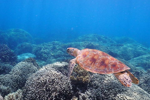 Calypso Outer Great Barrier Reef Cruise From Port Douglas - Tourism Adelaide 2