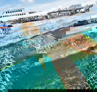 Scenic Helicopter Flight to Moore Reef and Return Snorkeling Cruise from Cairns - Tourism Adelaide