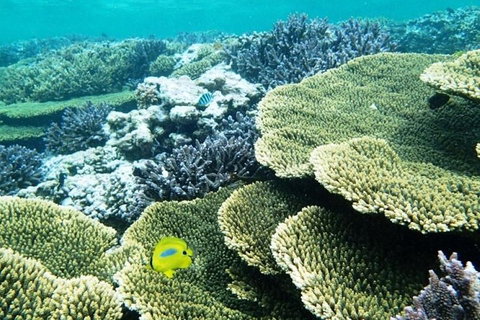 Abrolhos Islands Scenic Flight & Snorkel Adventure From Perth - Tourism Adelaide 4