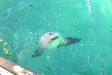 Abrolhos Islands Scenic Flight & Snorkel Adventure From Perth - Tourism Adelaide 5