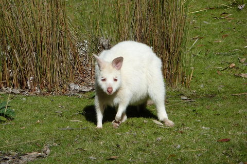 7-Day Super Value Tour Of Tasmania: Explore Tasmania's West And East Coasts - Tourism Adelaide 1