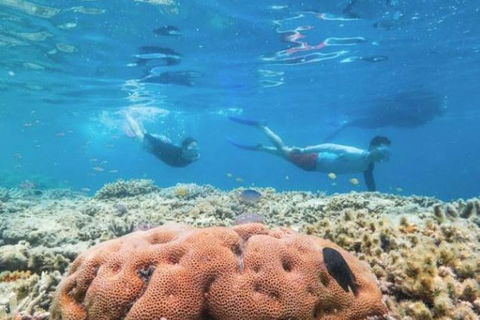 Great Barrier Reef Day Cruise To Reefworld - Tourism Adelaide 1
