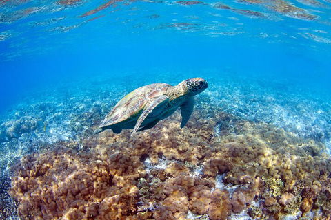 Great Barrier Reef Day Cruise To Reefworld - Tourism Adelaide 5