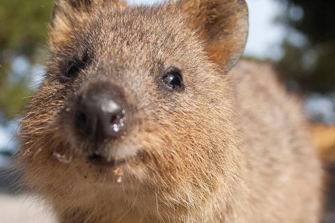 Seaplane Flights Perth To Rottnest Island And Return - Tourism Adelaide 2