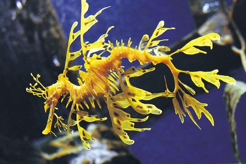 SEA LIFE Melbourne Aquarium Admission Ticket - Tourism Adelaide 0