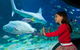 SEA LIFE Melbourne Aquarium Admission Ticket - thumb 1