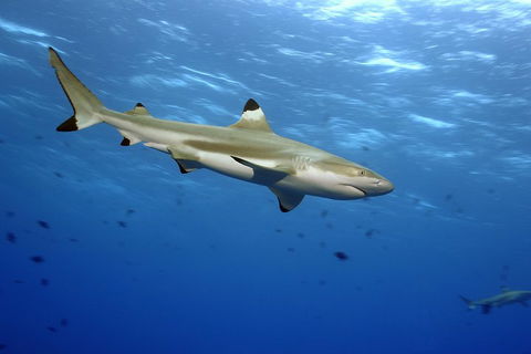 SEA LIFE Melbourne Aquarium Admission Ticket - Tourism Adelaide 3