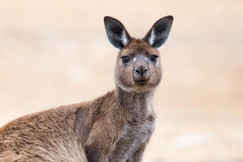 Kangaroo Island Luxury Small Group 'East End Explorer' Full Day Tour - Tourism Adelaide 1