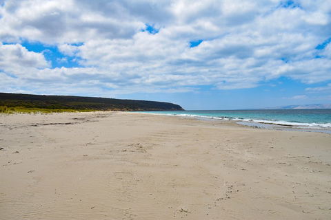 Kangaroo Island Luxury Small Group 'East End Explorer' Full Day Tour - Tourism Adelaide 3