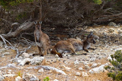 Kangaroo Island Luxury Small Group 'East End Explorer' Full Day Tour - Tourism Adelaide 4