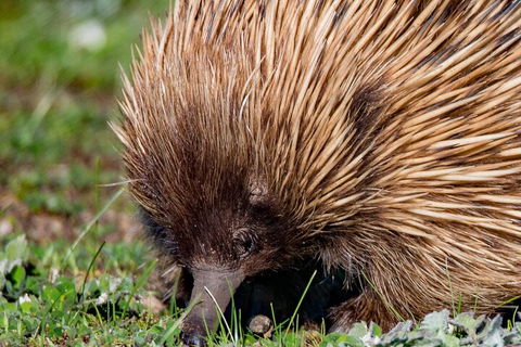 Kangaroo Island Luxury Small Group 'East End Explorer' Full Day Tour - Tourism Adelaide 5