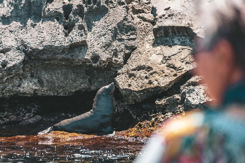 Adventure Rottnest Tour With Ferry & Adventure Cruise From Perth Or Fremantle - Tourism Adelaide 1